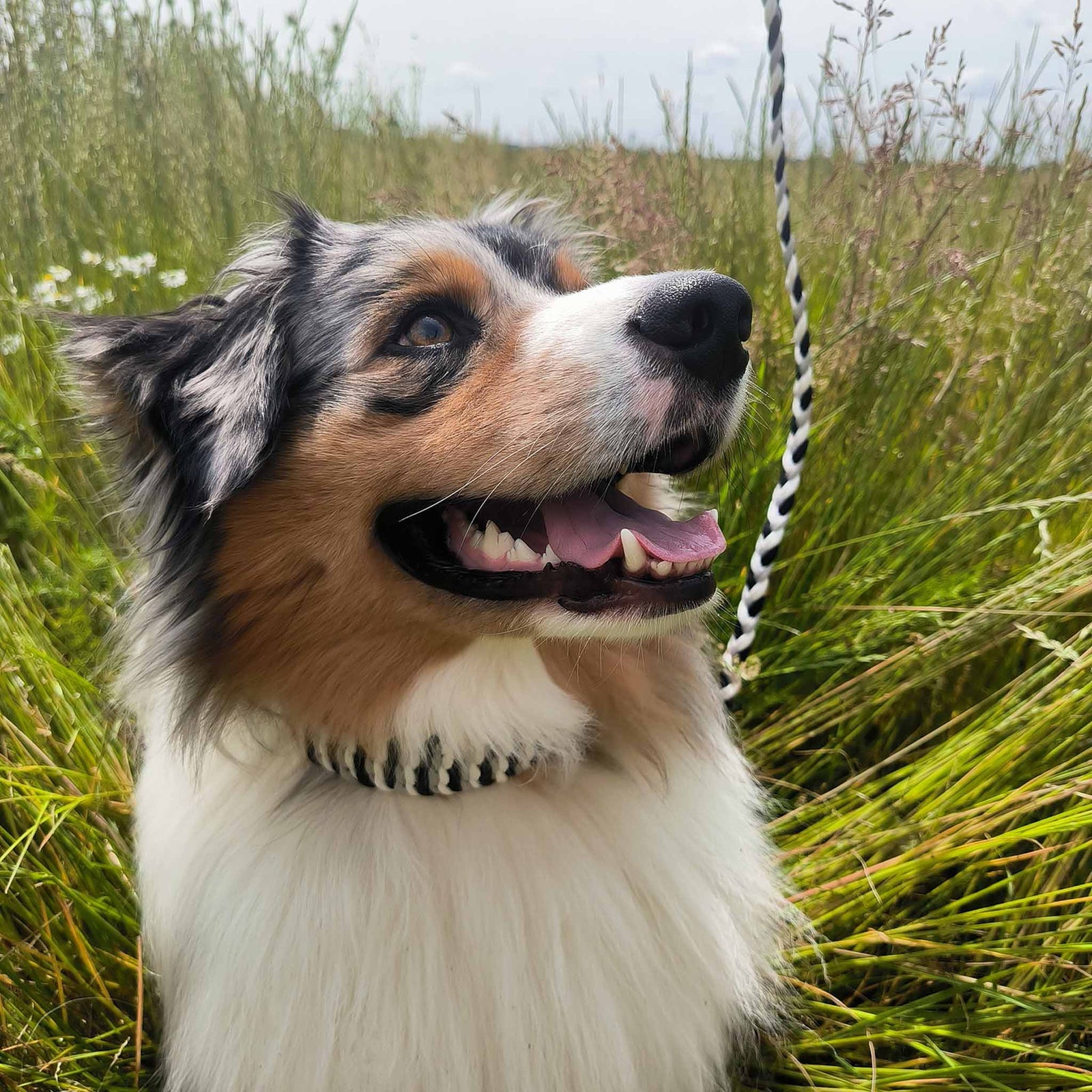 Personalisierbares Hundehalsband TILIA verstellbar
