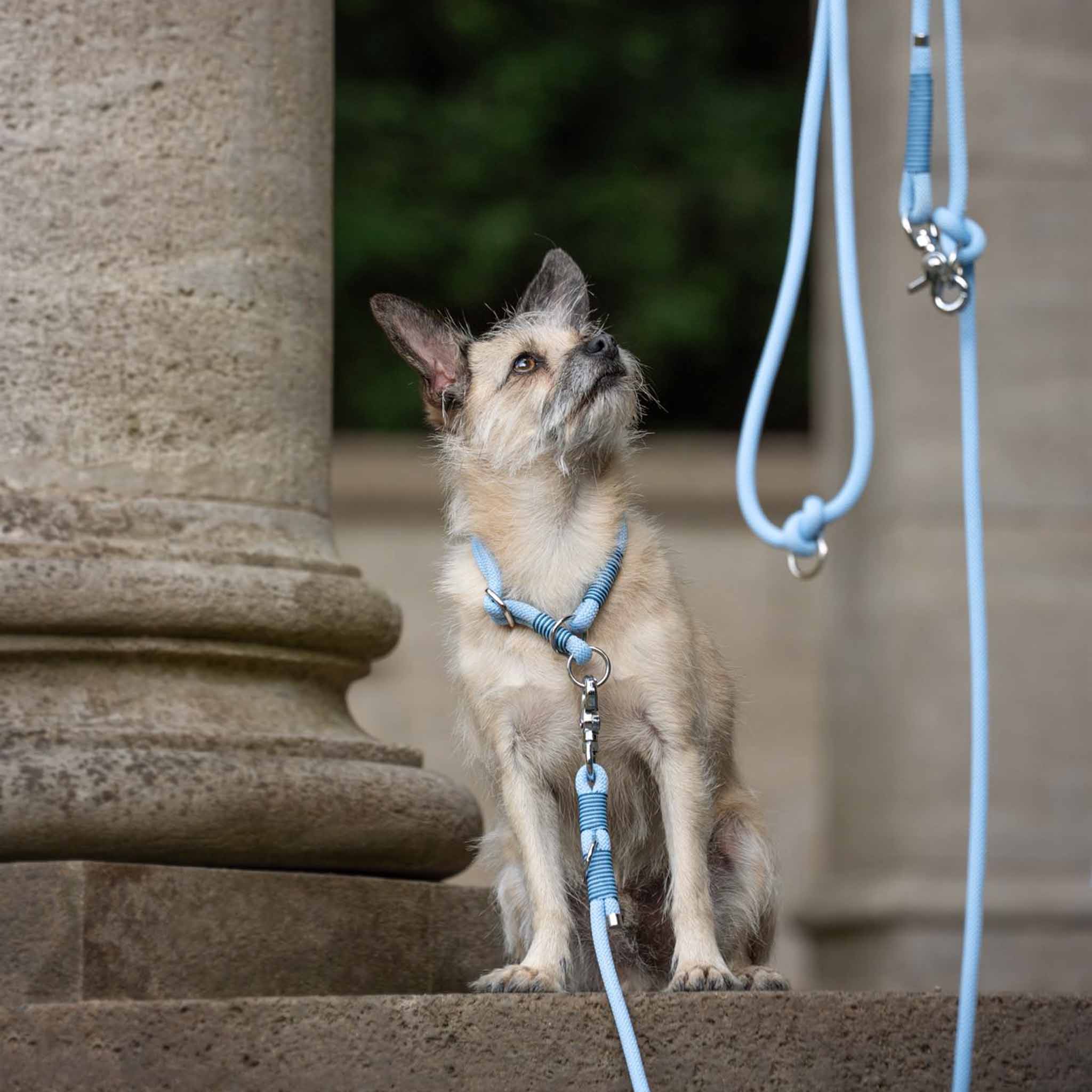 Hundeleine Nylon NERO Ice Blue
