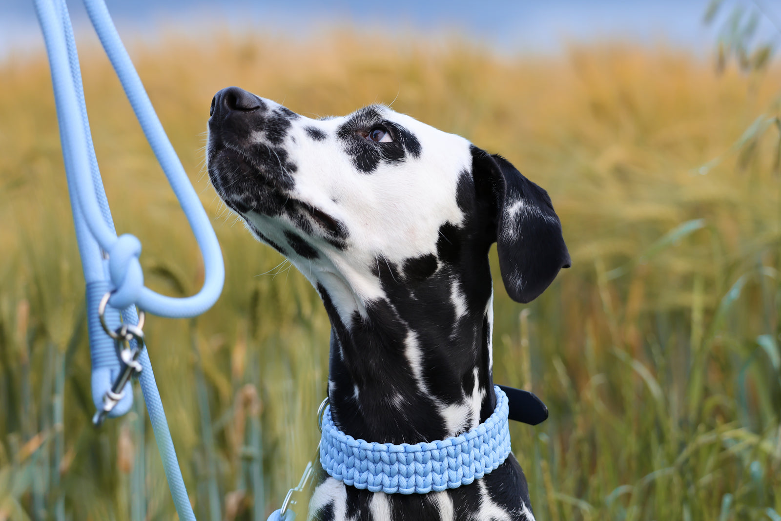 Hundehalsband Paracord FERO Ice Blue
