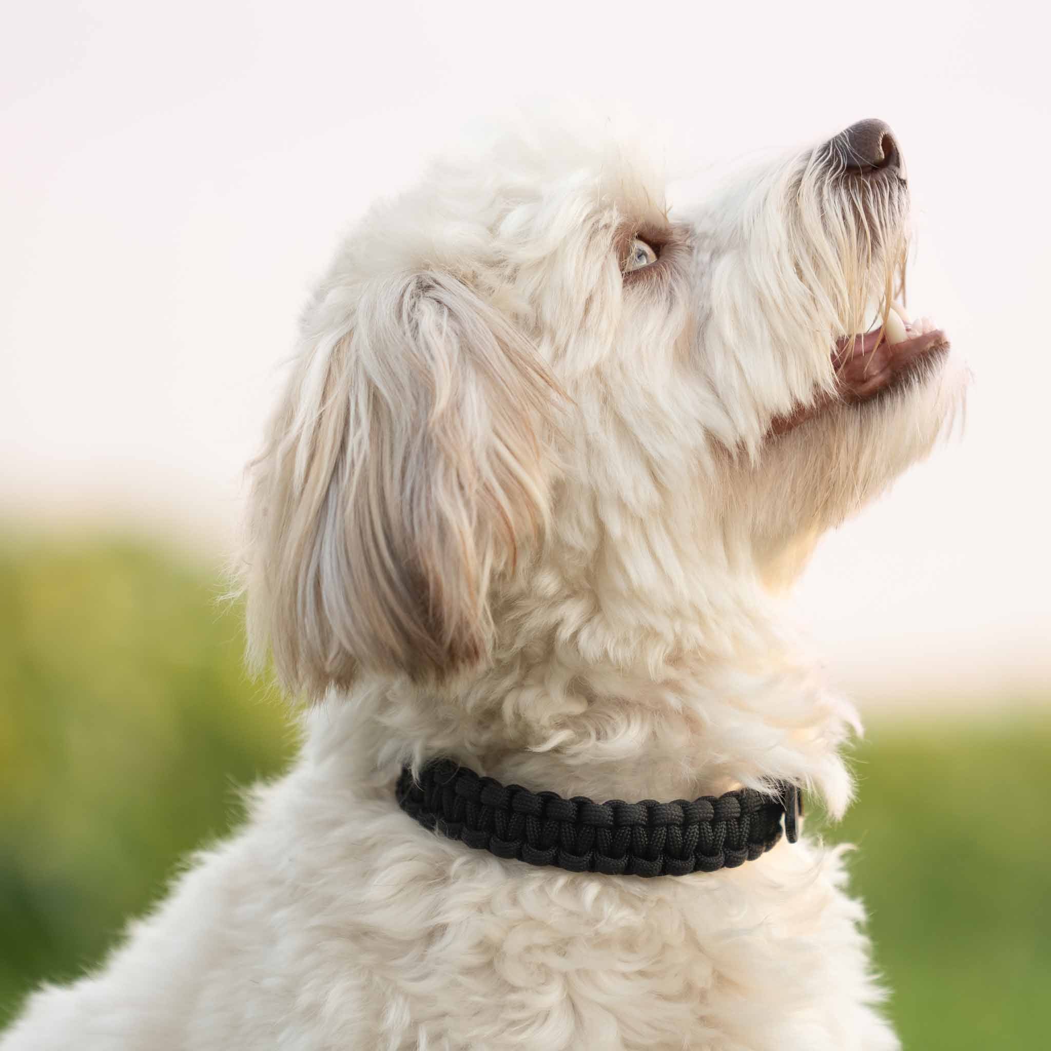 Hundehalsband Paracord CLEO Pitch Black