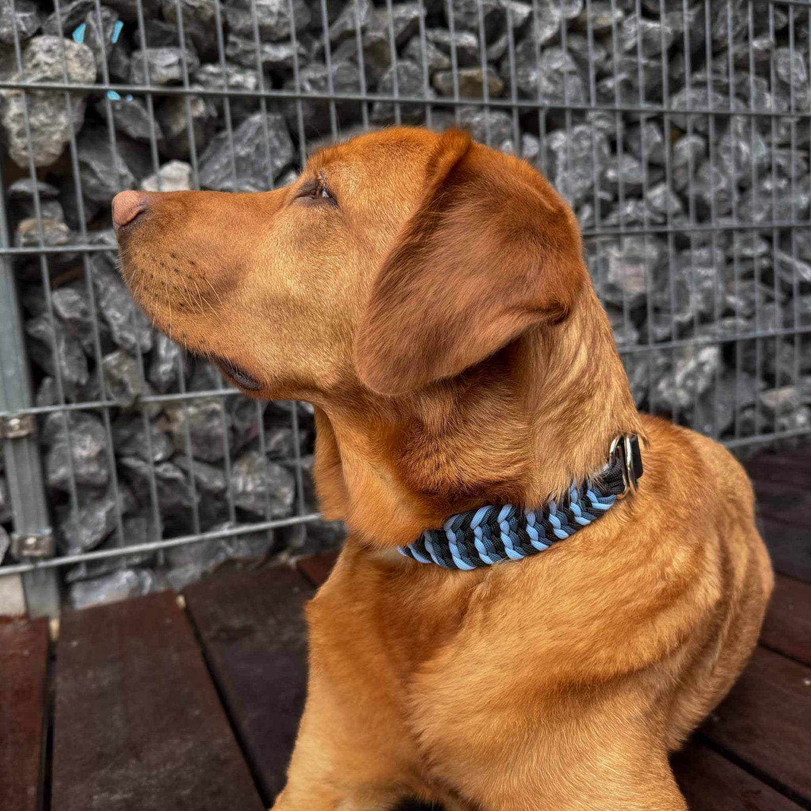 Hundehalsband Paracord TILDA