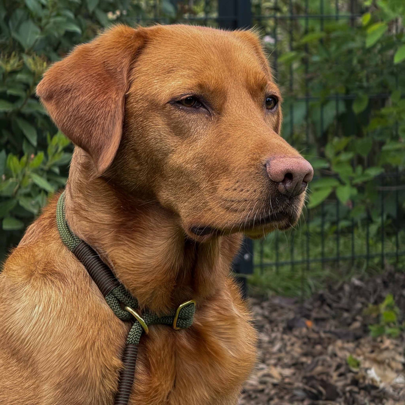 Zugstopp Hundehalsband THEO Dark Olive