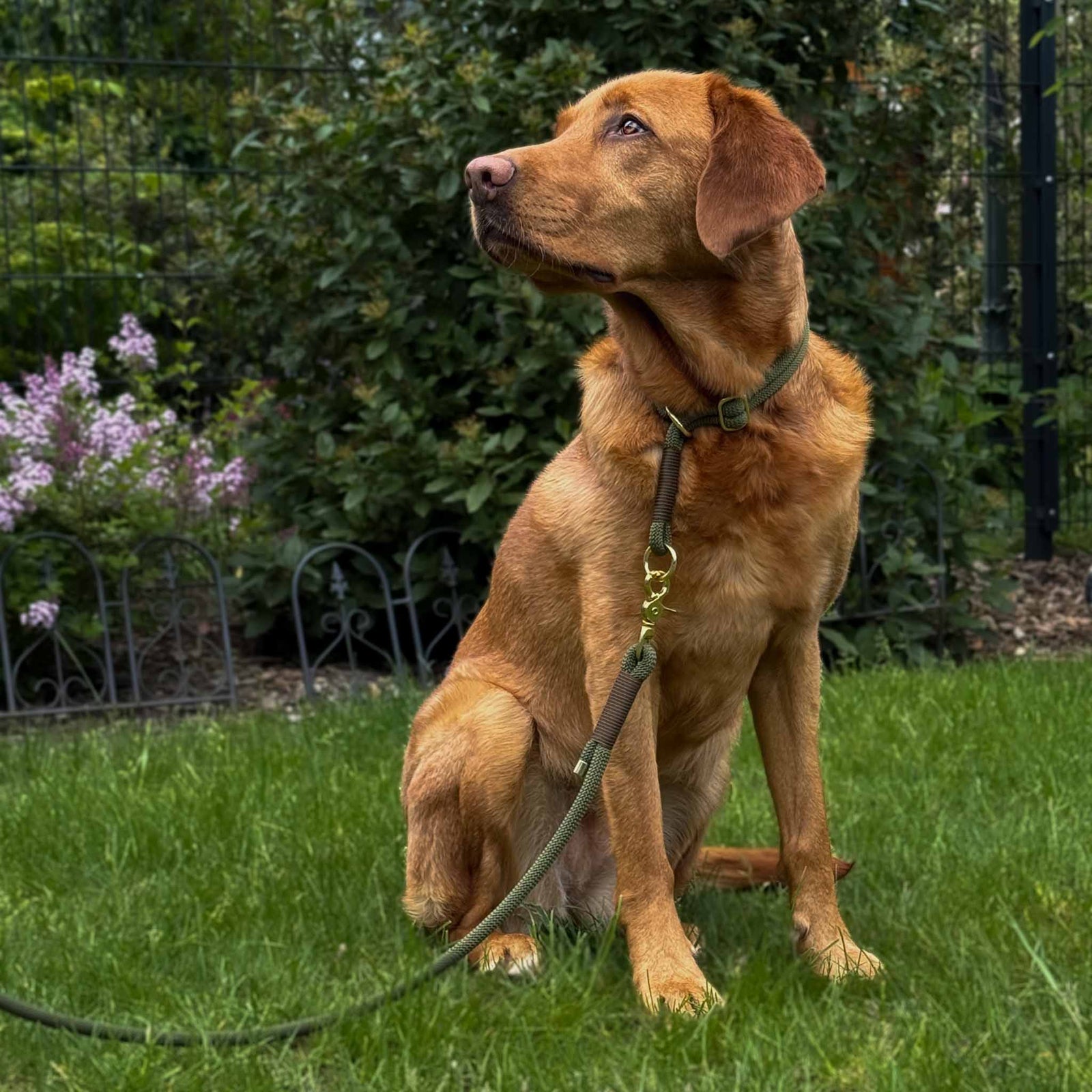 Hundeleine Nylon NERO Dark Olive