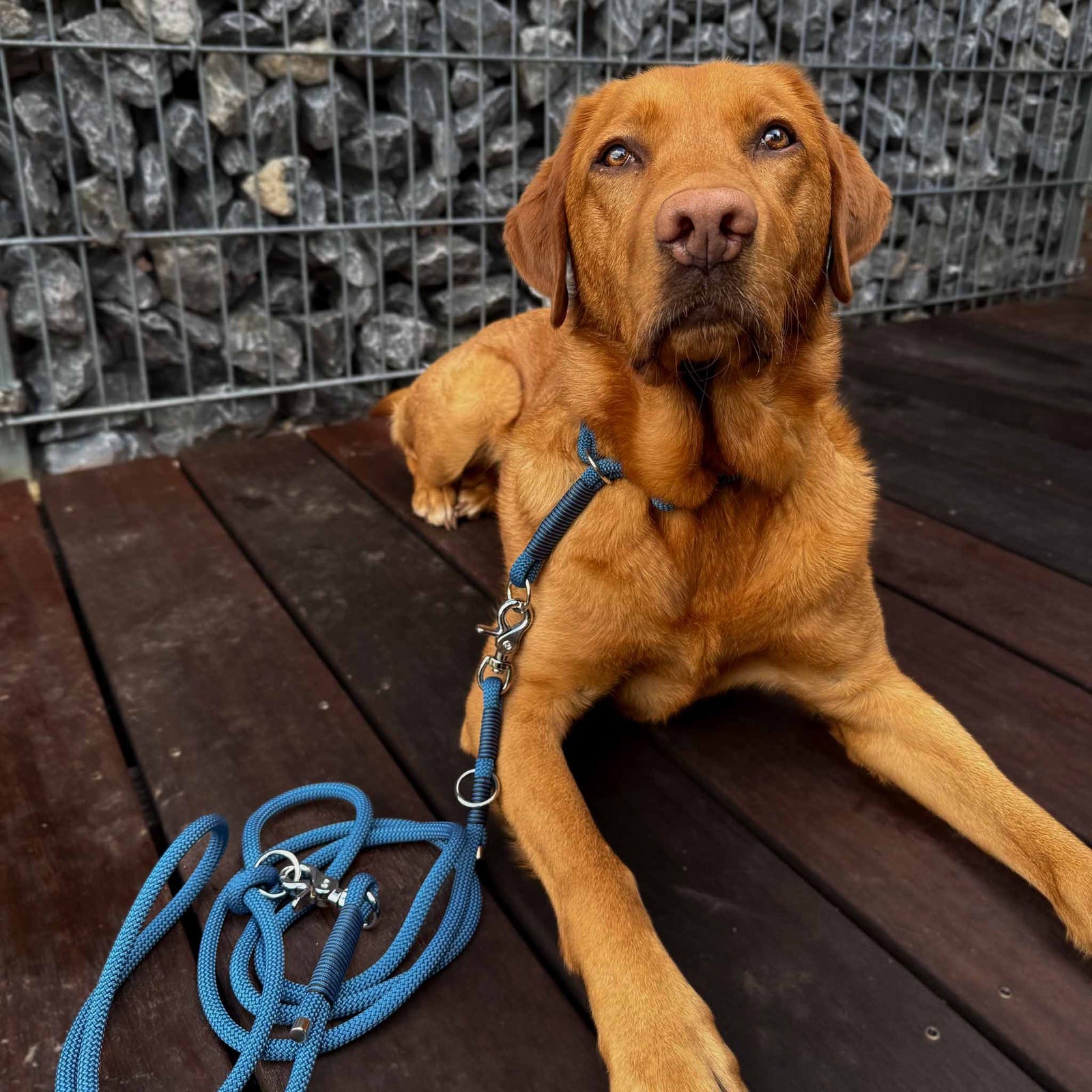 Hundeleine Nylon NERO Storm Blue