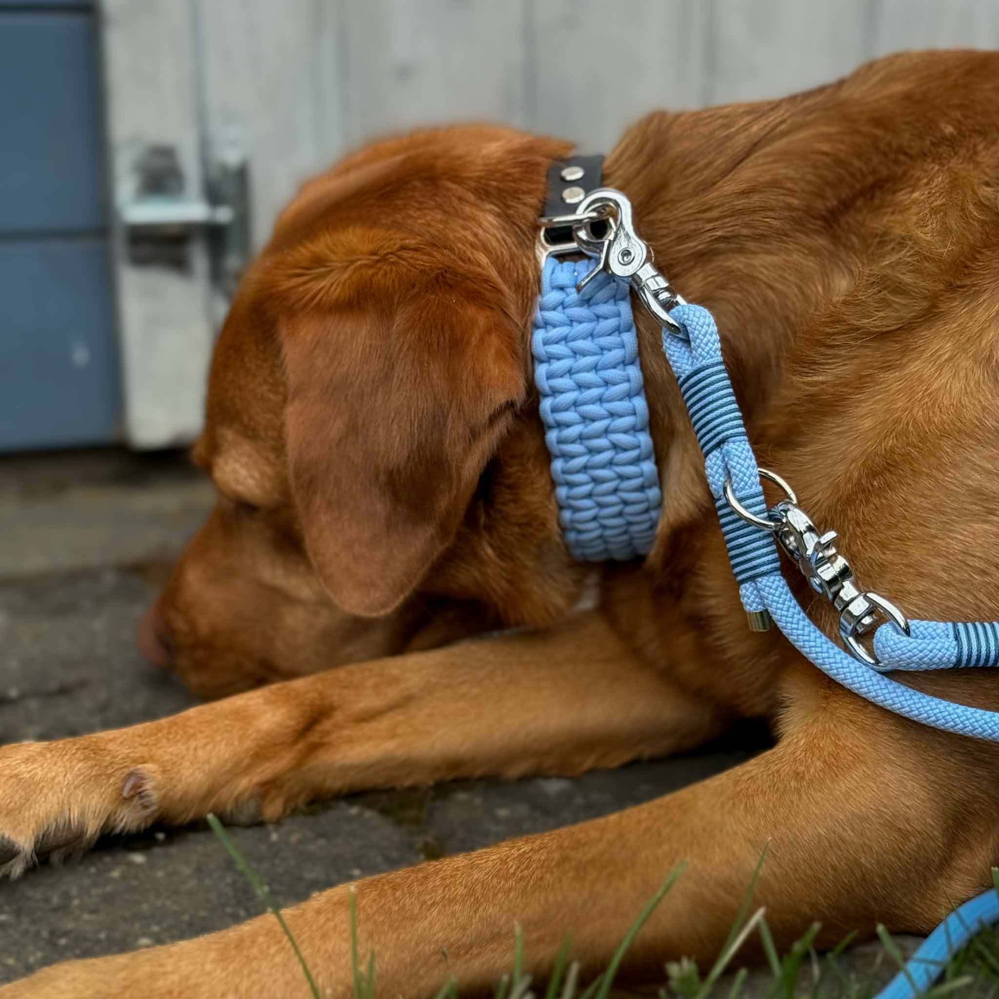 Hundeleine Nylon NERO Ice Blue