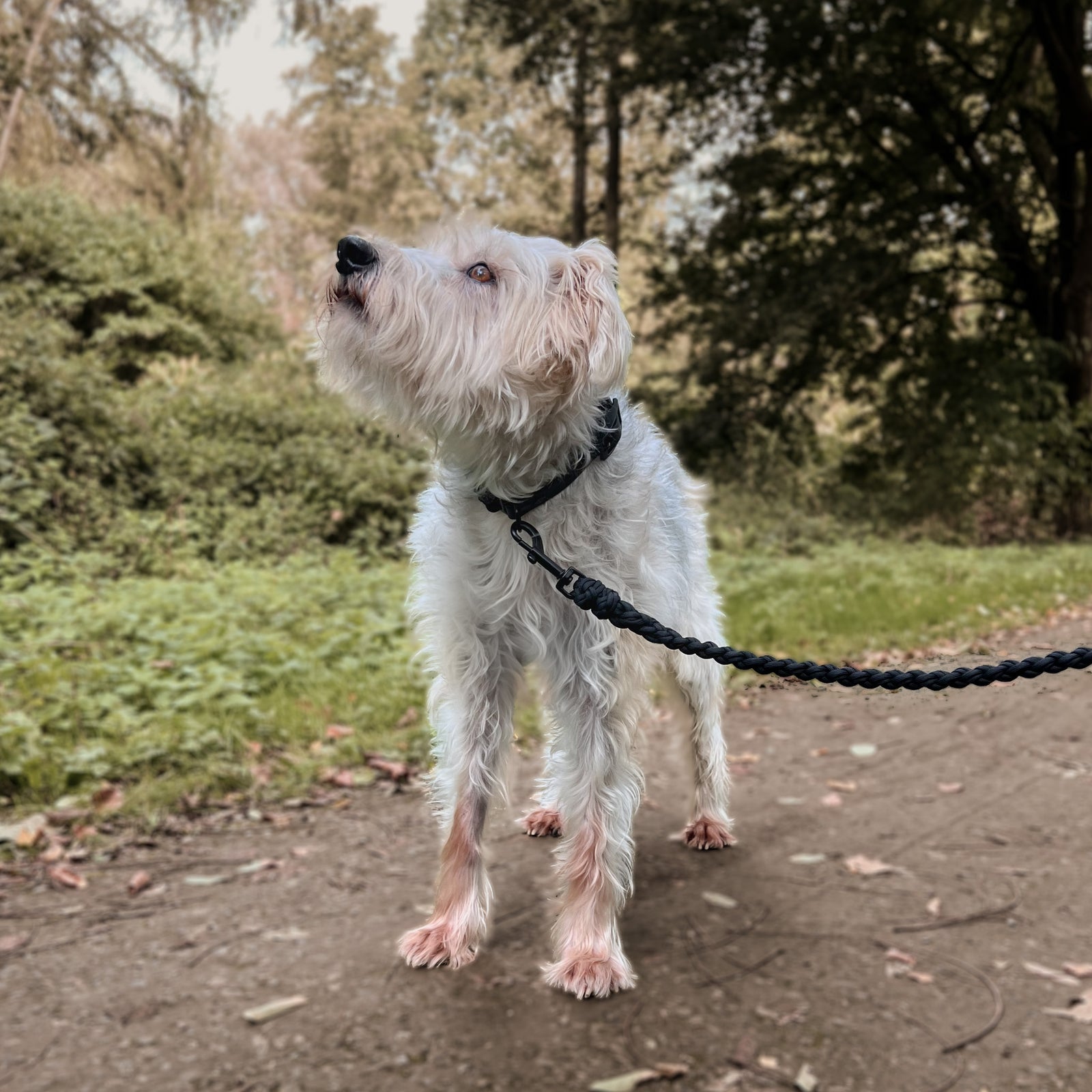 Hundeleine Paracord EDITHA Pitch Black