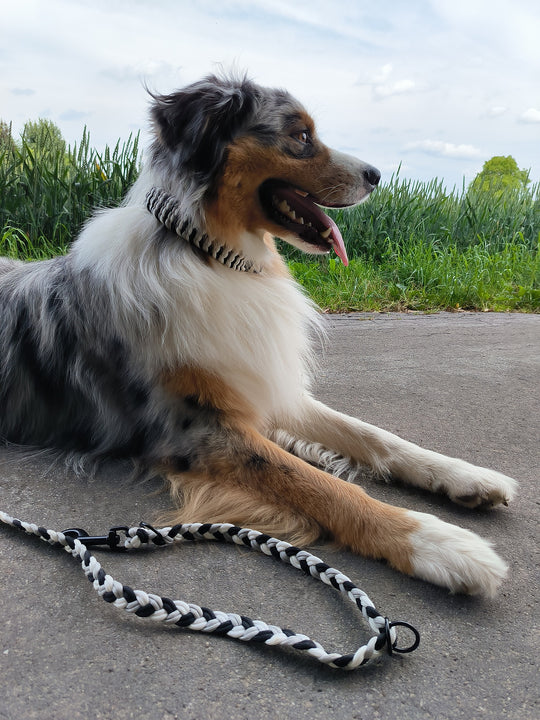 Personalisierbare Paracord Hundeleine FENNA