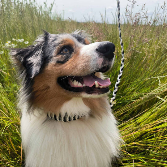 Personalisierbares Hundehalsband TILIA verstellbar