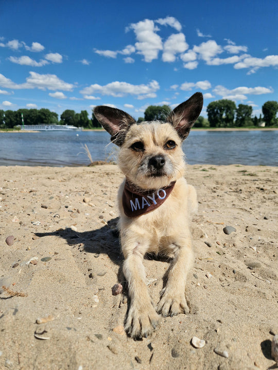 Personalisierbares Hundehalstuch LEOPOLD