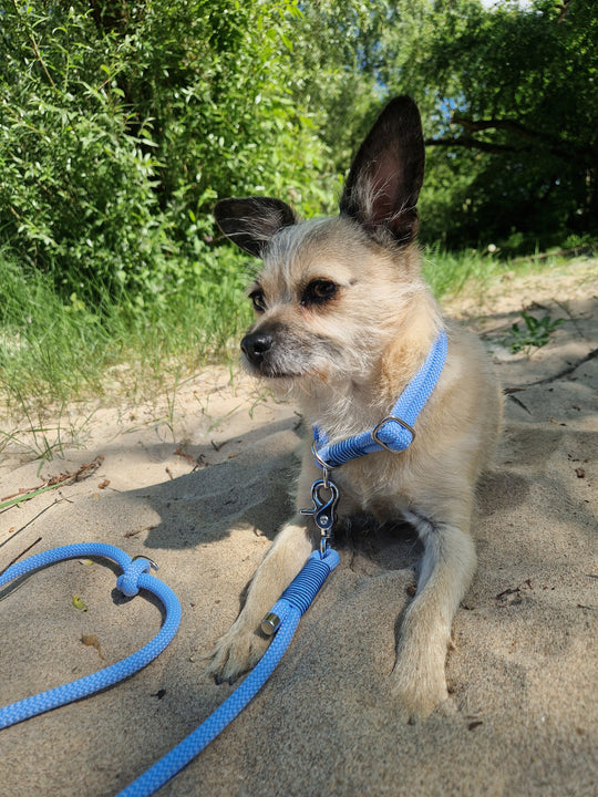 Zugstopp Hundehalsband THEO Ice Blue