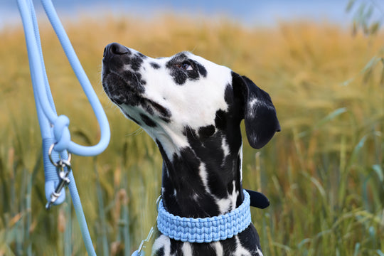 Hundehalsband Paracord FERO Ice Blue