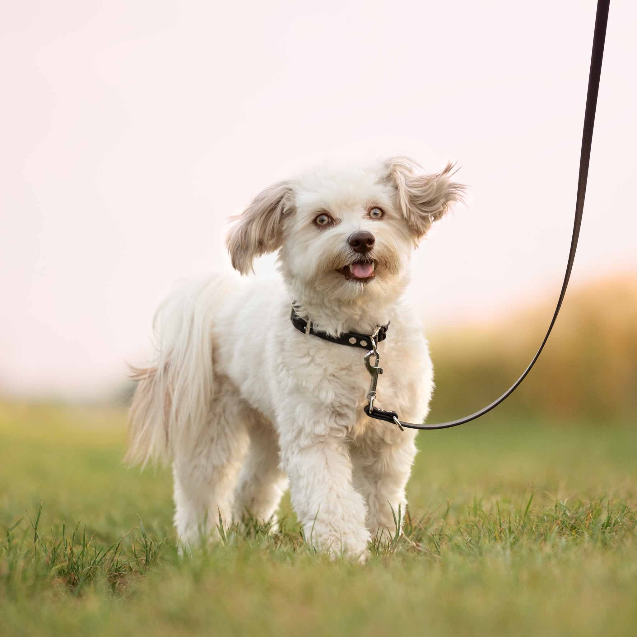 Hundeleine BioThane® LEVIN