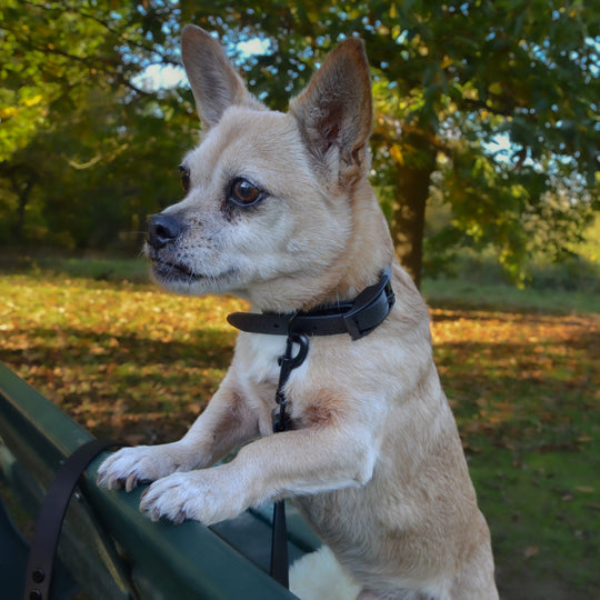 Hundeleine BioThane® LEVI