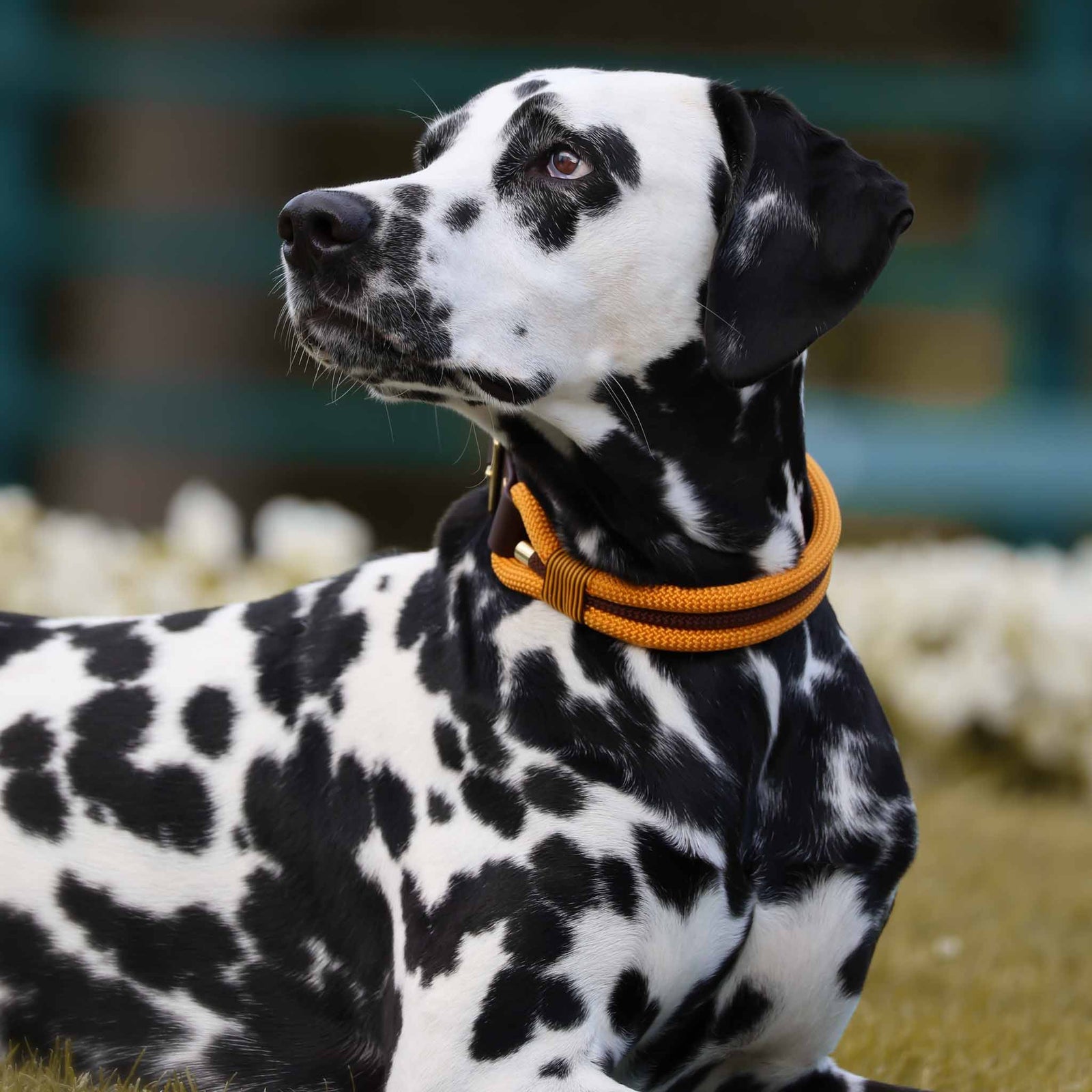 Hundehalsband LILIA