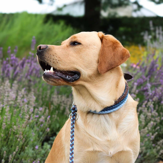 Personalisierbare Paracord Hundeleine ELOY