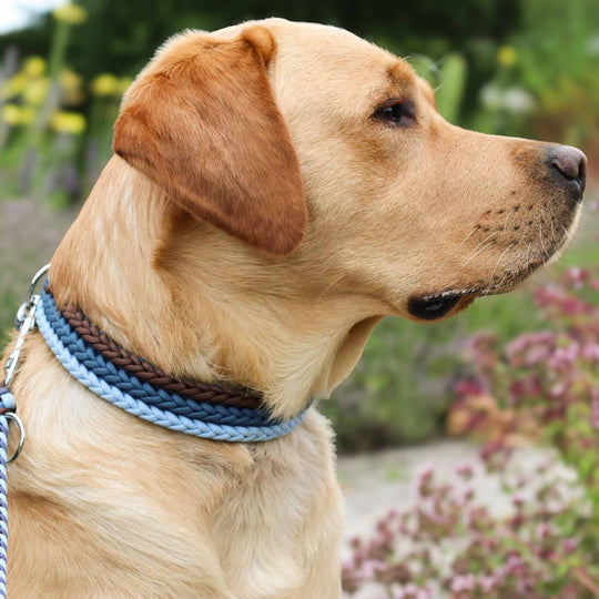 Personalisierbares Hundehalsband FRANKA verstellbar