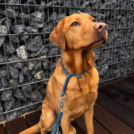 Zugstopp Hundehalsband THEO Storm Blue