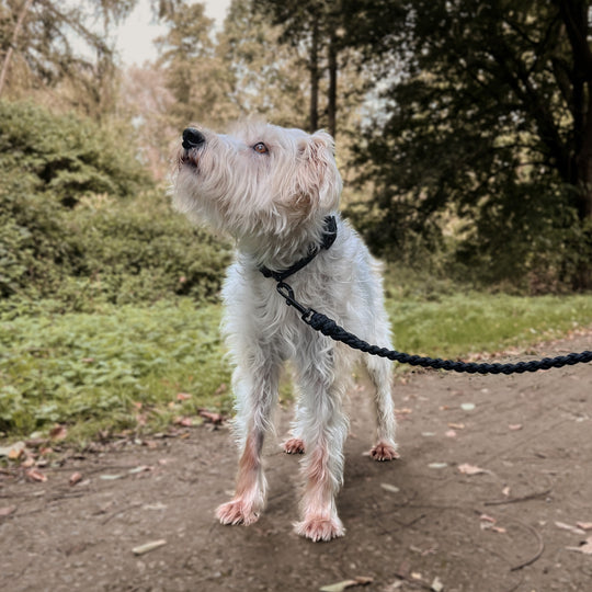 Hundeleine Paracord EDITHA Pitch Black