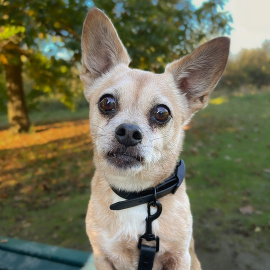 BioThane® Hundehalsband DAVI Pitch Black