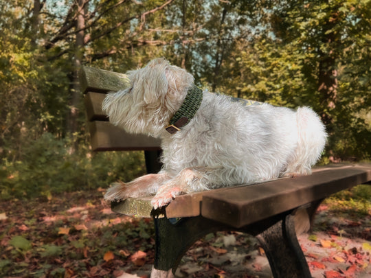 Personalisierbares Hundehalsband JARO verstellbar